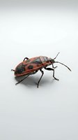 Red and black striped assassin bug isolated on white background, suitable for entomology education, pest control marketing, and nature illustration projects.