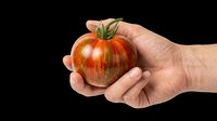 Caucasian hand holding a ripe red tomato with green stem isolated on transparent background. Ready for clipart, t-shirt design, print-on-demand products, stickers, and sublimation projects.