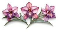 Pink and purple orchids with green leaves arranged in elegant composition on white background, isolated floral design element for creative projects.