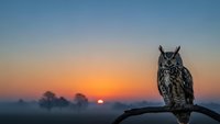 Majestic eagle owl perched on branch during golden hour sunrise with misty landscape background creating serene wildlife photography moment.