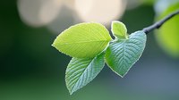 Fresh green spring leaves with detailed veins and serrated edges on blurred natural background, soft bokeh effect creates dreamy atmosphere.