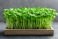 Fresh green microgreens growing in wooden container on dark background, close up view of healthy organic sprouts for nutritious eating and garnish.