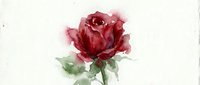Watercolor red rose with green leaves on textured paper background. Artistic floral painting with soft brushstrokes for romantic designs and botanical art.