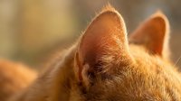 Close-up of ginger cat's ear with warm sunlight, showing fur texture and alert expression for pet, animal, and nature content.