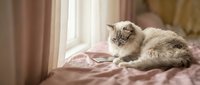 Fluffy long-haired kitten resting on pink bedding near window with curtains, suitable for pet care, lifestyle, and home decor content.