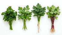 Fresh parsley bunches in various stages of growth, isolated on white background, suitable for culinary, cooking, and food design projects.