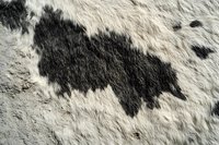 Natural black and white cowhide leather texture with spotted pattern and rough surface, close-up macro photography showing authentic animal fur details.