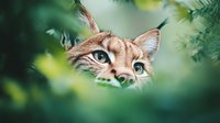 Curious lynx peeking through green foliage, close up portrait showing bright blue eyes and distinctive ear tufts against blurred natural background.