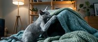 Gray cat sleeping peacefully on cozy knitted blanket in warm modern living room with soft lighting creating comfortable home atmosphere for relaxation.