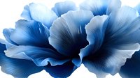 Blue watercolor peony flowers with delicate petals on white background. Floral botanical illustration for wedding invitations, greeting cards and decorative design.