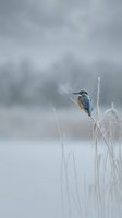 Common kingfisher perched on frozen reed in winter landscape with soft gray sky and snow-covered ground creating serene cold weather wildlife scene.