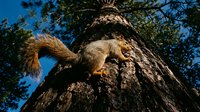 Gray squirrel climbing down large tree trunk in natural forest habitat with blue sky background for wildlife and nature photography projects.