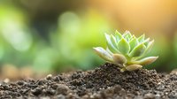Small green succulent plant growing in dark fertile soil with soft bokeh background and warm sunlight, macro nature photography for gardening concepts.