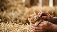 Young ginger kitten held gently in farmer's hands in rustic barn setting with straw. Suitable for agriculture, pet care, animal welfare and farming content.