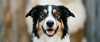 Happy Australian Shepherd dog with tongue out looking at camera indoors. Friendly pet portrait with black, white and brown fur showing joyful expression.
