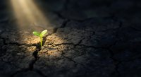 Small green plant seedling growing through crack in dry earth with dramatic sunlight beam creating hope and resilience concept for environmental themes.