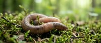 Earthworm crawling through green moss in natural forest environment. Macro photography showcasing soil ecosystem and garden composting process.
