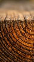 Macro shot of weathered tree bark with deep cracks and ridges showing natural wood texture and aging patterns. Suitable for nature, environmental, and design projects.