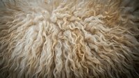 Fluffy cream-colored sheep wool texture with curly natural fibers creating soft organic pattern for cozy home decor and textile design projects.
