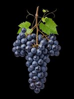 Fresh dark blue grape cluster with green leaves, isolated on transparent background. Ready for stickers, print on demand, sublimation, T-shirt design, and clipart use.