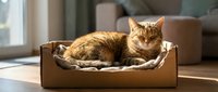 Orange tabby cat relaxing in cardboard pet bed by sunny window in modern living room. Cozy feline comfort and sustainable pet furniture concept.