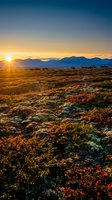 Sunrise over autumn tundra landscape with grazing reindeer herd and mountain silhouettes creating golden hour wilderness scene for nature and travel content.