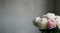 Soft white and pink peonies arranged against a gray textured wall, evoking elegance and romance for wedding or home decor projects.