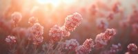 Pink carnation flowers blooming in soft golden sunlight with warm bokeh background creating dreamy romantic atmosphere for spring garden designs.