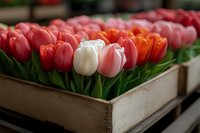 Fresh coral pink and white tulips arranged in rustic wooden box with green stems, selective focus on single white bloom among colorful spring flowers.