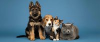 Adorable group of pets sitting together on blue background featuring German Shepherd puppy, Beagle dog, tabby kitten and British Shorthair cat.