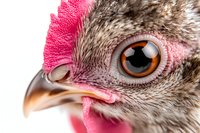 Close up macro shot of brown chicken eye with pink comb and feathers showing detailed texture of bird head in bright natural lighting on white background.