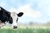Close-up portrait of black and white Holstein dairy cow peeking through green grass against soft blue sky background, creating playful farm atmosphere.