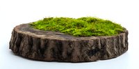 Tree stump cross-section with vibrant green moss growing on top, isolated on white background for nature, environmental, or gardening concepts.