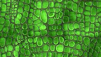 Bright green cellular pattern showing organic shapes and structures resembling plant cells under microscope magnification, with dark outlines creating a mosaic-like arrangement.