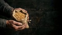 Farmer holding burlap sack of golden soybeans or grains on rustic wooden surface, agricultural harvest and crop production concept.