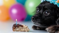 Black mixed breed dog looking longingly at birthday cake slice with lit candle against colorful balloon background, capturing pet celebration moment.