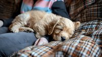 Cozy golden retriever puppy sleeping peacefully on plaid couch with owner in casual clothing, creating warm domestic atmosphere for lifestyle and pet care concepts.