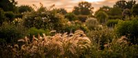 Golden ornamental grass swaying in warm sunset light with blurred natural landscape background creating peaceful autumn atmosphere for seasonal content.