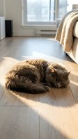 Tabby cat curled up sleeping on wooden floor in sunny bedroom with window, bed with knit blanket, and minimalist home interior decor.