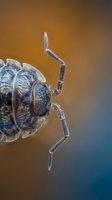 Extreme close-up macro photograph of brown marmorated stink bug showing detailed exoskeleton texture and segmented legs against blurred warm background.
