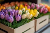 Fresh colorful tulips in wooden crates, featuring purple, white, yellow and pink blooms with green stems, arranged in retail display for spring season floristry.