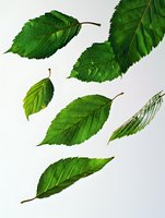 Fresh green leaves with detailed veins and stems isolated on white background, suitable for nature designs and botanical illustrations.