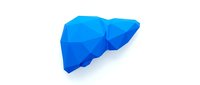 Blue anatomical liver model isolated on white background for medical education and healthcare presentations.