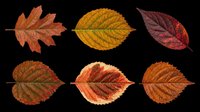 Autumn leaves in various shades of red, orange, brown and yellow isolated on transparent background. Ready for t-shirt designs, clipart, stickers, print-on-demand products and sublimation projects.