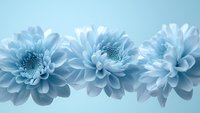Soft blue chrysanthemum flowers arranged in row on light blue background, creating serene and elegant floral composition.