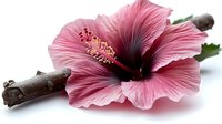 Pink hibiscus flower with dark center and branch on white background, macro photography showing delicate petals and stamen details. Isolated floral design element.