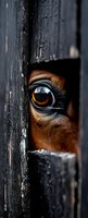 Horse with brown coat and striking amber eye peering through weathered black wooden fence gap, showing animal curiosity and confinement themes for equestrian and farm concepts.