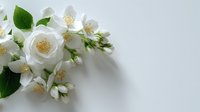 Delicate white jasmine flowers with green leaves on light background, creating elegant botanical composition for wedding stationery or spa branding.