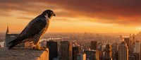 Peregrine falcon perched on urban rooftop overlooking cityscape at golden hour sunset, wildlife and nature stock photography.