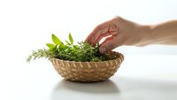 Hand picking fresh herbs from wicker basket with rosemary, basil and green leaves for cooking and culinary preparation on white background.